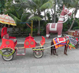 Camel Ride and Ghoda Baggi Savari